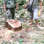 Polsek Kalipuro Ungkap Kasus Dugaan Tindak Pidana Ilegal Loging