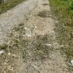 Ternyata di Desa Widang Masih Ada Jalan Seperti ini