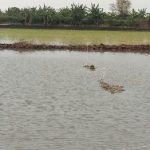 2350 Hektare Sawah di Simorejo Terendam, Hujan Lebat di Wilayah Widang
