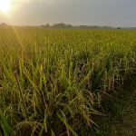Pemkab Siapkan BUMD Untuk Kestabilan Pangan Bojonegoro, Terus Tingkatkan Produksi Padi