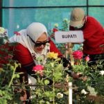 Kembangkan Holtikultura di Kecamatan Margomulyo, DKPP Bojonegoro Launching Kebun Mawar