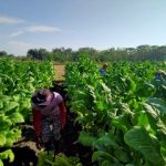 Petani Bojonegoro Tersenyum, Harga Tembakau Tinggi