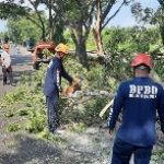 Pemkab Bojonegoro Sigap Tangani Cabang Pohon Patah Melintang Jalan di Balen