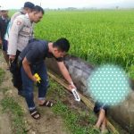 Petani di Mrutuk Meninggal Dunia di Sawah karena Tersetrum Jebakan Tikus