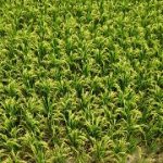 Masa Panen Tiba, Petani Bojonegoro Diuntungkan Harga Jual Gabah yang Tinggi