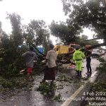 Hujan Deras Terjadi Pohon Tumbang, Petugas Lakukan Evakuasi