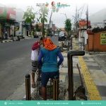 Pemkab Bojonegoro Tangani Langsung Penggantian Pohon Mati