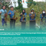 DKPP Bojonegoro dan Gapoktan Panen Kacang dengan Sistem Biosaka, Kembalikan Kesuburan Tanah