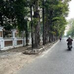 Lelang Pohon Peneduh di Bojonegoro Rampung, Total Terjual Rp 31,35 Juta