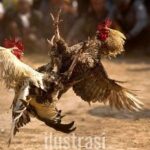 Polemik Dugaan Judi Sabung Ayam di Blora, Begini Tanggapan Kapolres