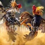 Meski Akan Ditindak Kapolres, Judi Sabung Ayam di Blora Tetap Beraktivitas