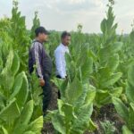 Dapat Bantuan Benih dan Pupuk dari Pemkab Bojonegoro, Petani Tembakau Sumringah Panen Bagus