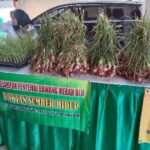 Pemkab Bojonegoro Dorong Petani Bawang Merah Gunakan Benih Biji, Lebih Efisien dan Hasil Banyak
