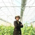 Buat Greenhouse, Pemuda Bojonegoro Ini Sukses Budi Daya Melon dengan Smart Farming