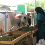 Hari Pertama Kontes Ternak Bojonegoro, Ratusan Peternak Pamerkan Sapi Terbaik