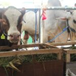 Peternak Bojonegoro Antusias Membawa Sapinya ke Kontes Ternak, Berharap Makin Termotivasi