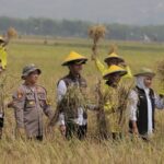Panen Padi Hasil Kombinasi Pupuk Organik, Gubernur Jatim : Akan Jadi Percontohan