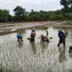 Kabar Gembira Bagi Petani Bojonegoro, Alokasi Pupuk Bersubsidi Ditambah untuk Tingkatkan Produksi