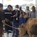 Sebanyak 96 Orang Ikuti Pelatihan Penyembelian Hewan Ternak Dari DKP2P Tuban