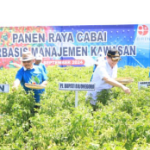 Pj Bojonegoro Adriyanto Laksanakan Panen Raya Cabai Berbasis Manajemen Kawasan