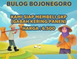 Perum Bulog Bojonegoro Akan Beli Gabah Lansung Dari Petani