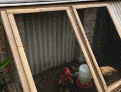 Pemkab Bojonegoro Luncurkan Program Ayam Petelur, Tingkatkan Perekonomian Masyarakat Prasejahtera