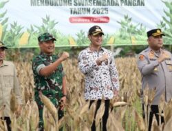PANEN RAYA JAGUNG BUPATI TUBAN DAN FORKOPIMDA TUBAN