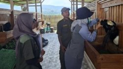 DKP2P Tuban Pastikan Hewan Kurban Sehat dan Aman, Pengawasan Dilakukan Hingga Hari H Iduladha 1447